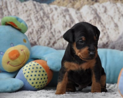 Les chiots de Pinscher nain