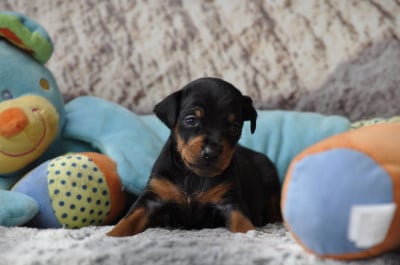 Les chiots de Pinscher nain