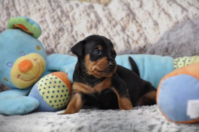 Les chiots de Pinscher nain