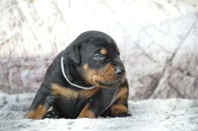 Les chiots de Dobermann