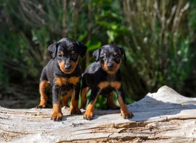 Les chiots de Pinscher nain