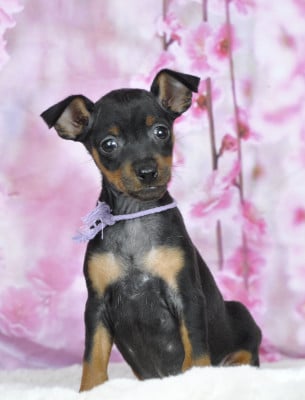 Les chiots de Pinscher nain