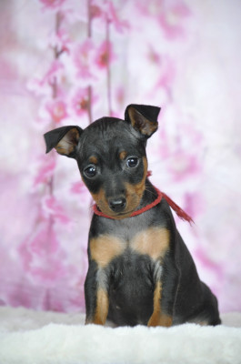 Les chiots de Pinscher nain