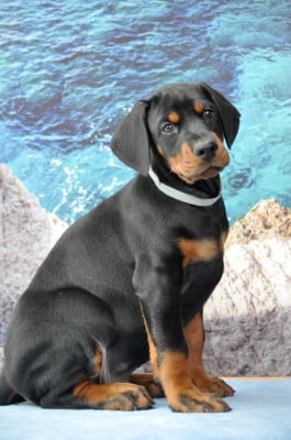 Les chiots de Dobermann