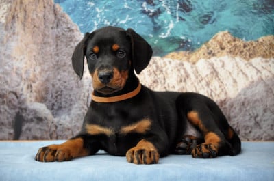 Les chiots de Dobermann
