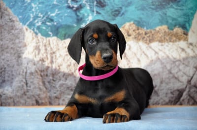 Les chiots de Dobermann