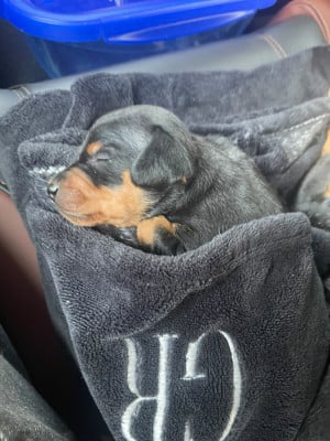 Pinscher nain