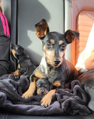 Chiot N°2 - Pinscher nain