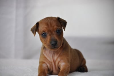 Les chiots de Pinscher nain