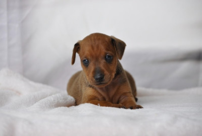 Les chiots de Pinscher nain