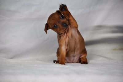 Les chiots de Pinscher nain