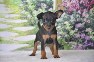 Pinscher nain