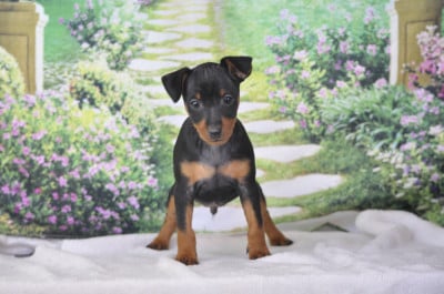 mâle noir 1 - Pinscher nain
