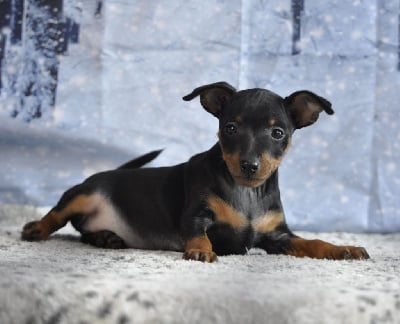 Les chiots de Pinscher nain