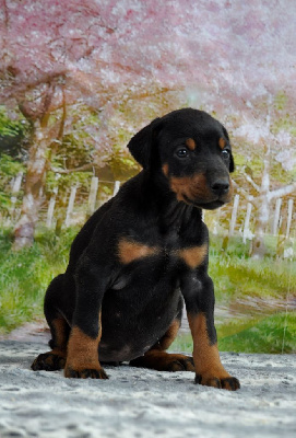 Les chiots de Dobermann