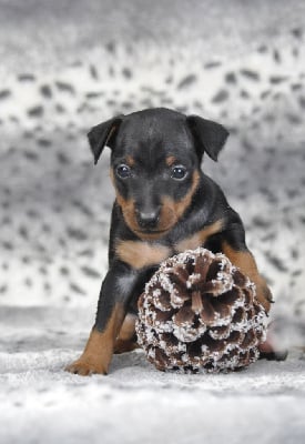 Les chiots de Pinscher nain