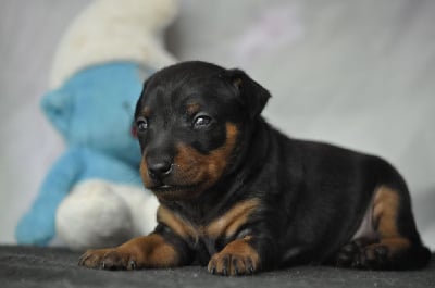 Les chiots de Pinscher nain
