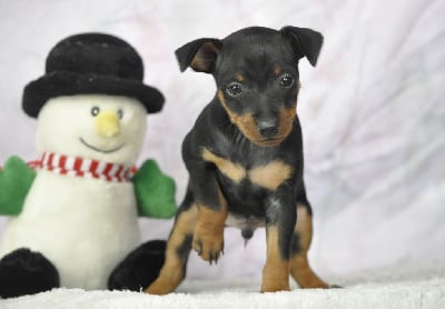 Les chiots de Pinscher nain