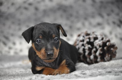 Les chiots de Pinscher nain