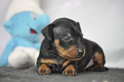 Les chiots de Pinscher nain