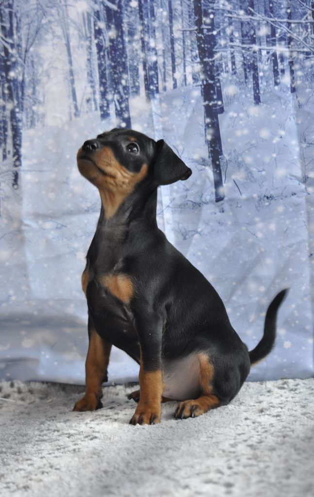 mâle noir et feu - Pinscher nain