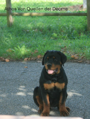Les chiots de Rottweiler