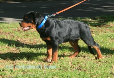 Les chiots de Rottweiler