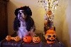 - Halloween