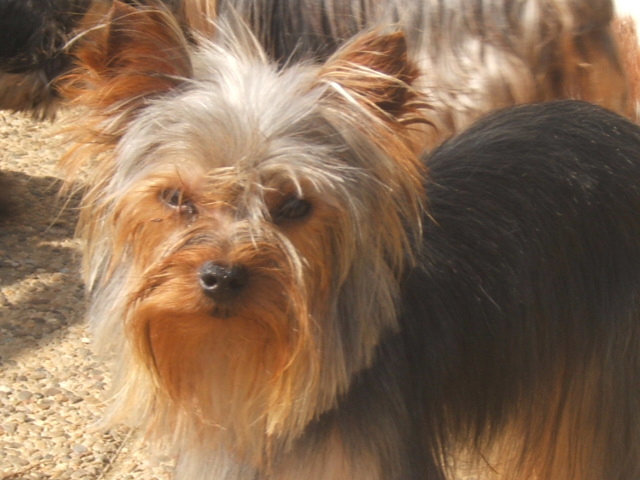 Publication : du clos de faurilles