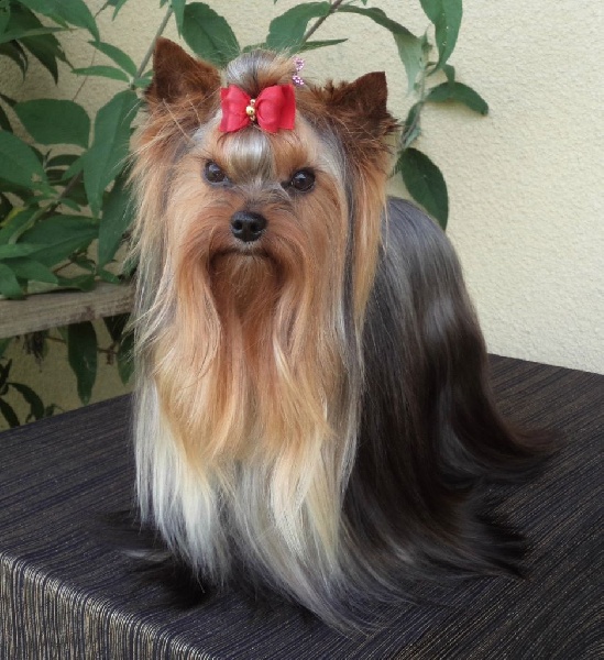 In blue Du puits des sortileges