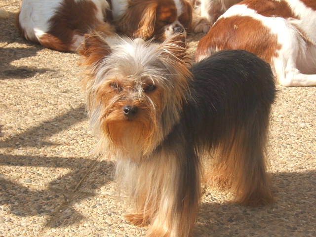 Publication : du clos de faurilles