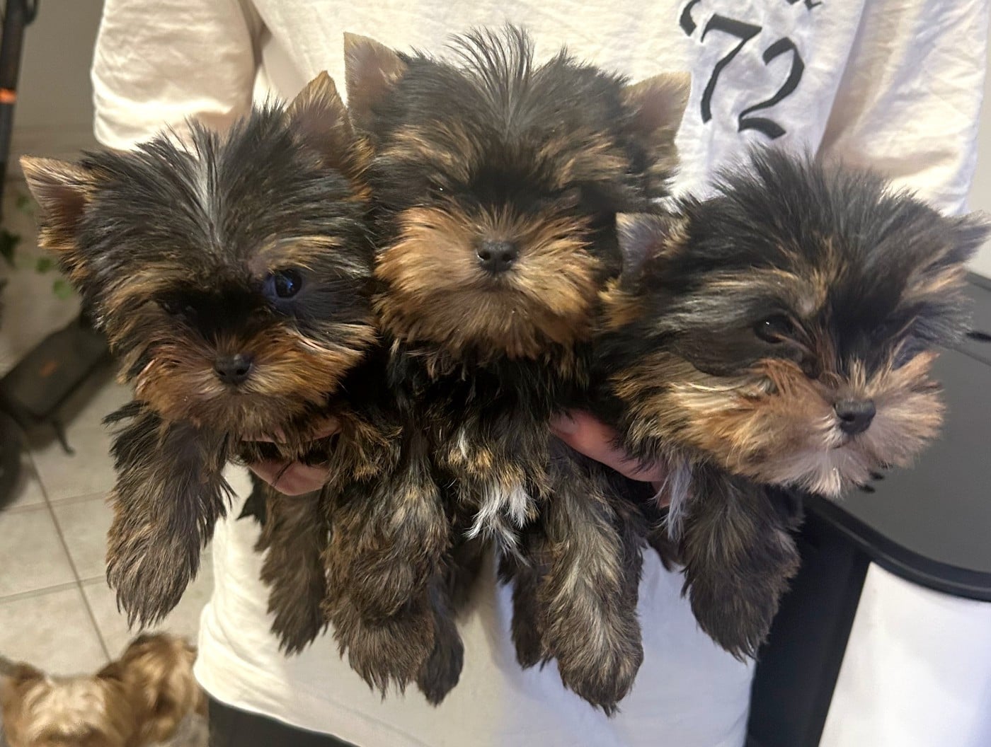 CHIOT - Yorkshire Terrier