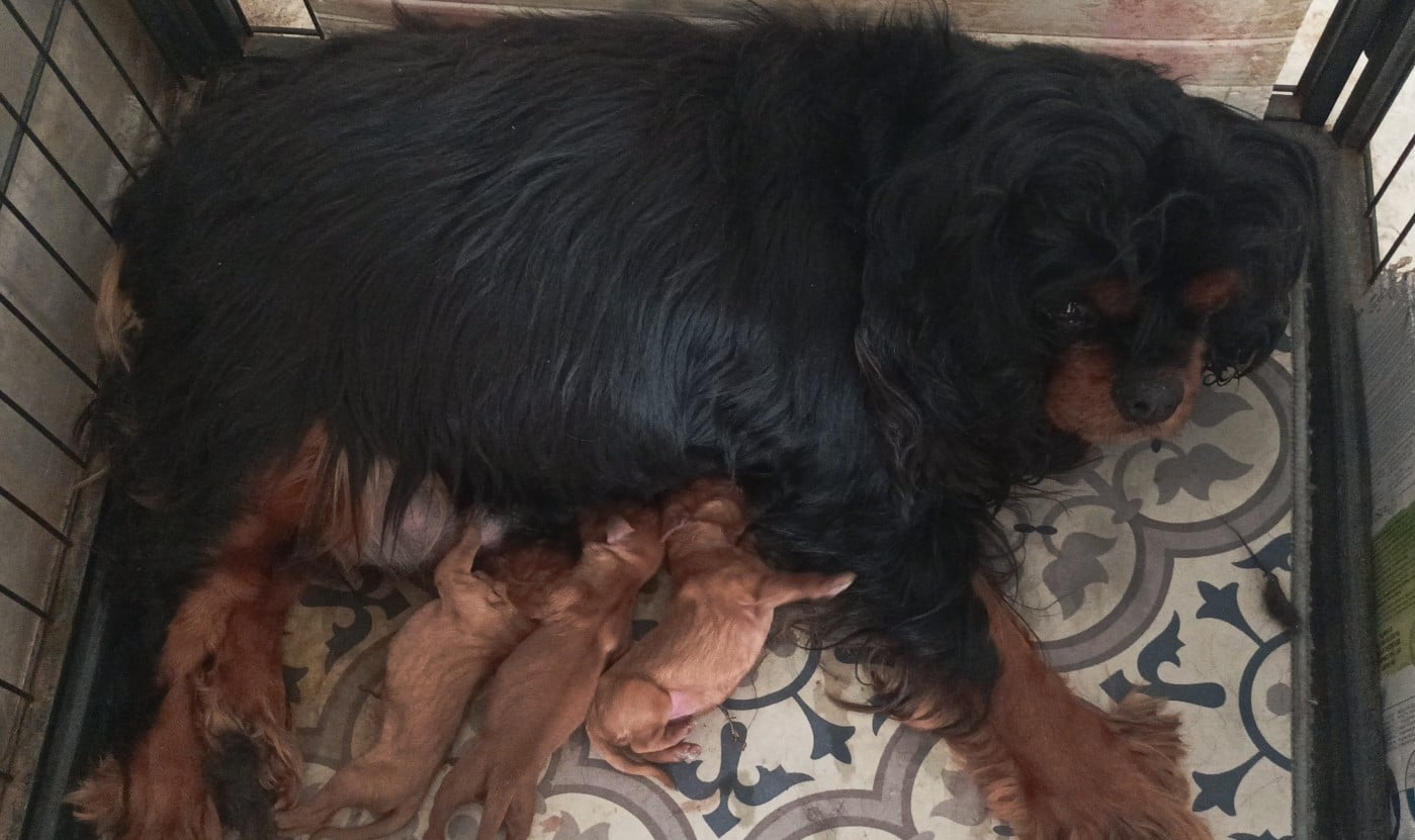 CHIOT 2 - Cavalier King Charles Spaniel