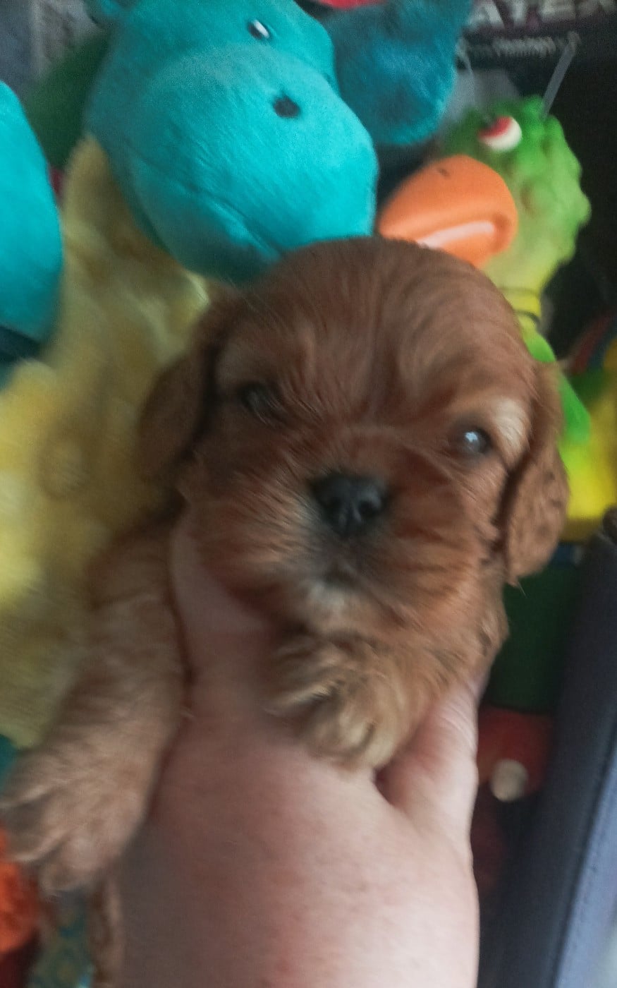 BANDIT