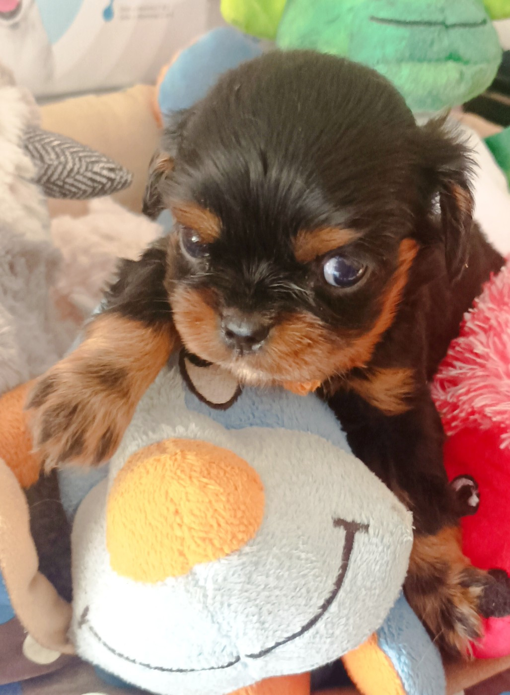 CHIOT 5