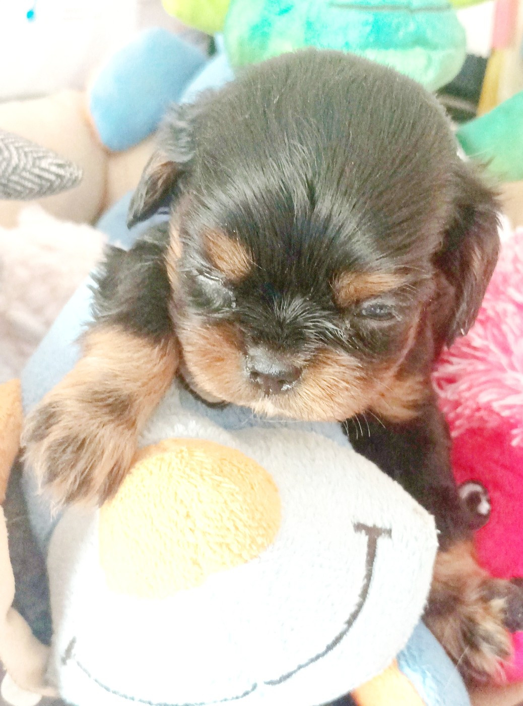CHIOT 5
