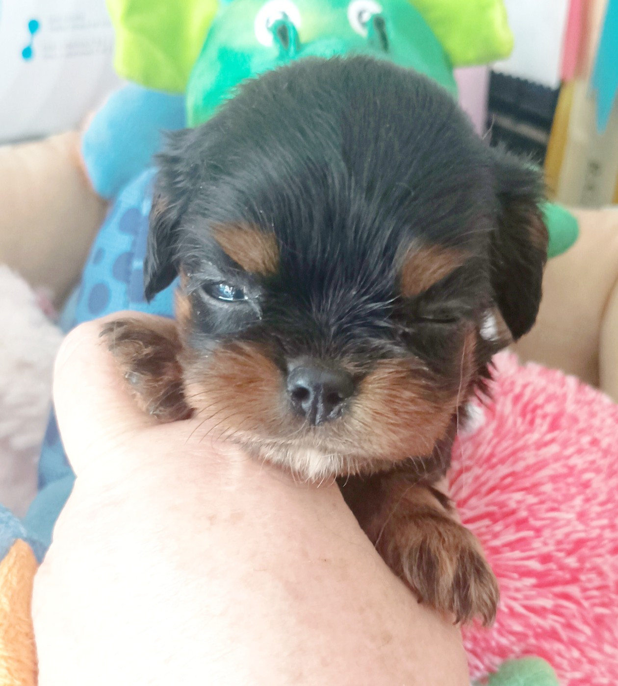 CHIOT 5
