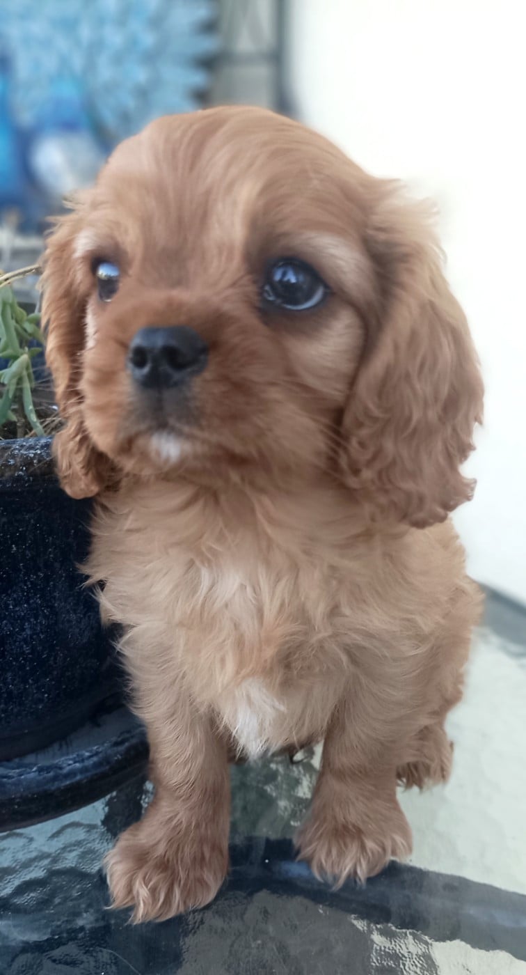 BANDIT