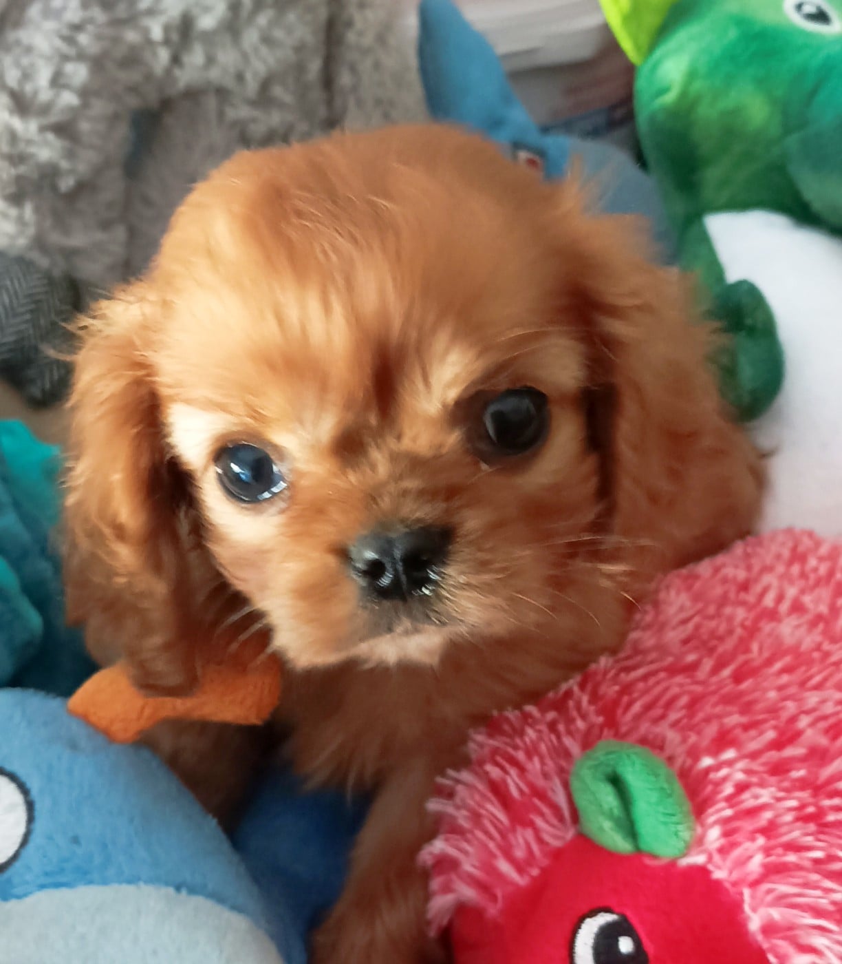 CHIOT 2