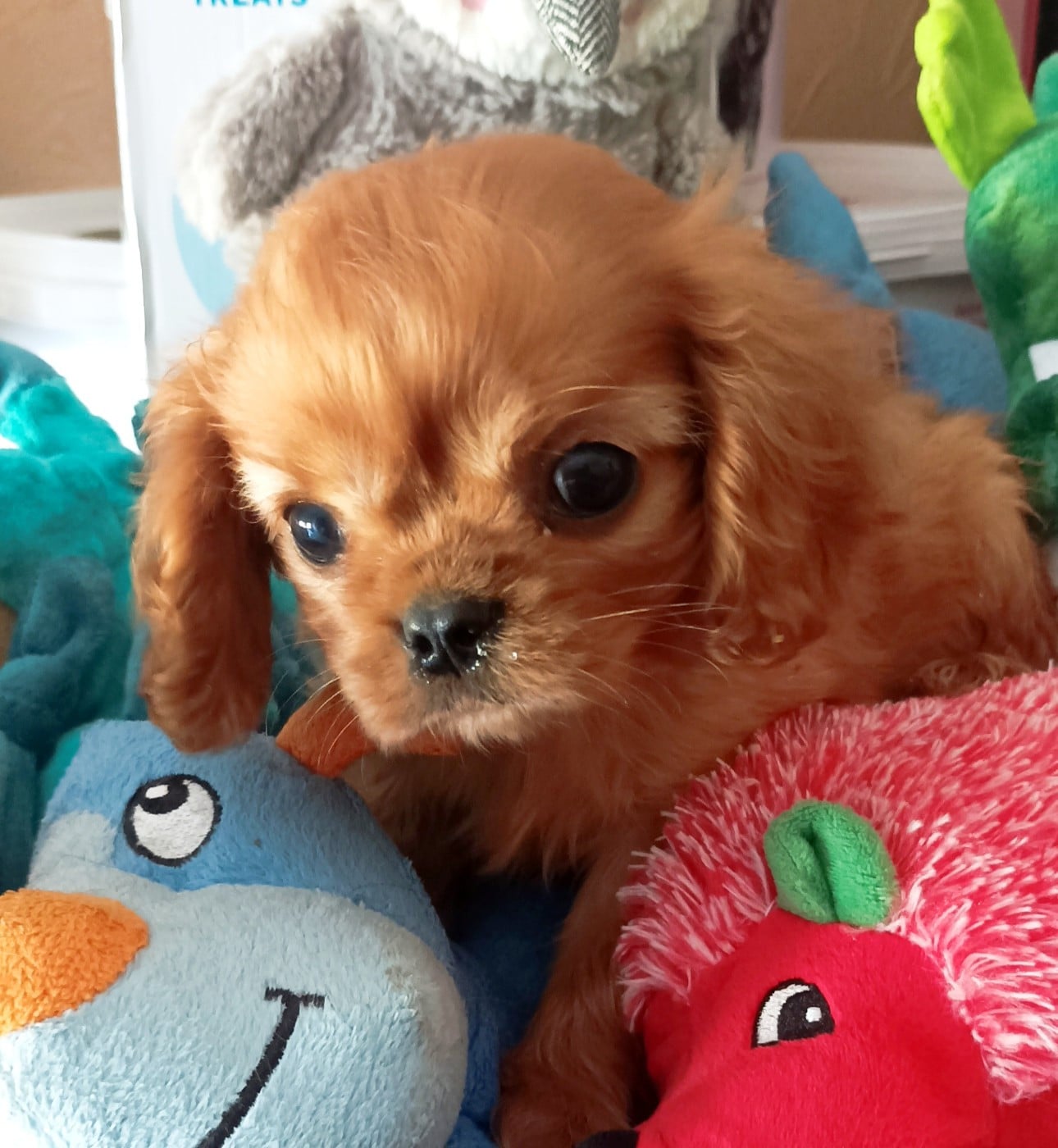 CHIOT 2