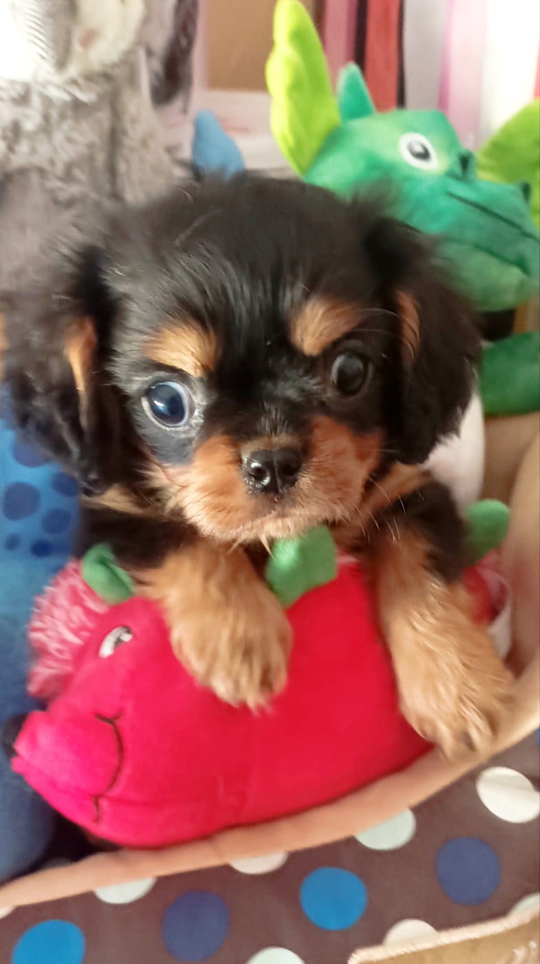 CHIOT 3