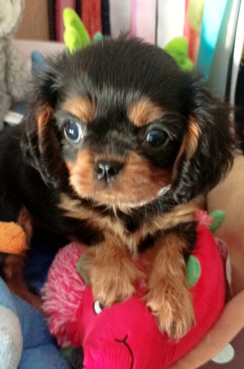 CHIOT 3