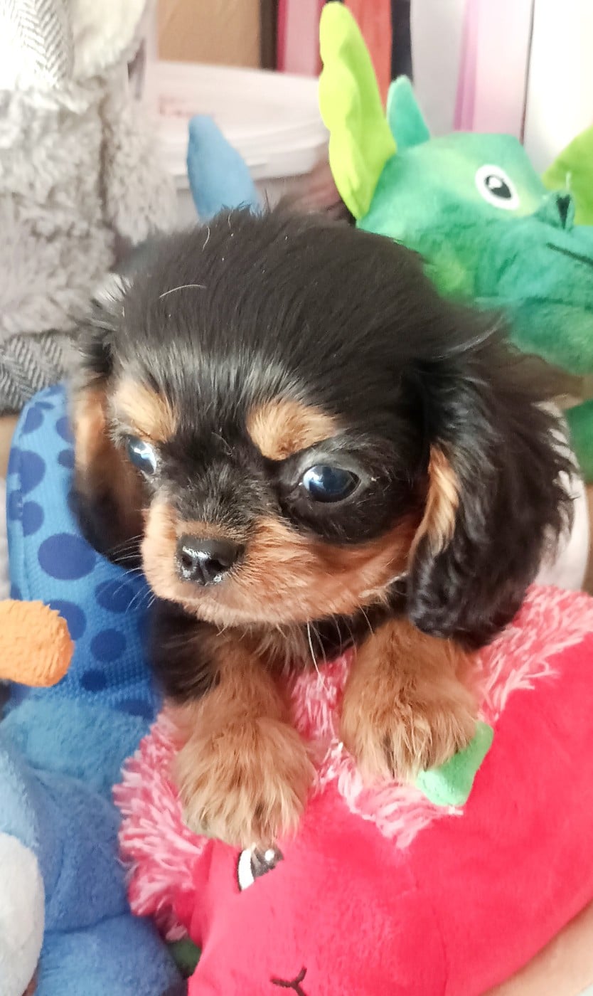 CHIOT 3