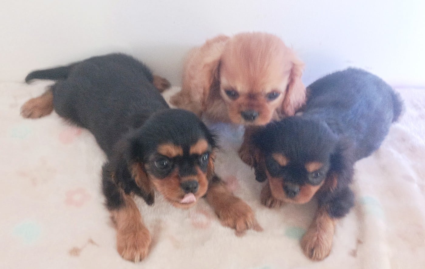 CHIOT 2