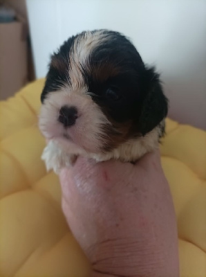 Les chiots de Cavalier King Charles Spaniel