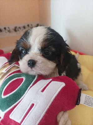 Les chiots de Cavalier King Charles Spaniel