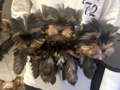 Les chiots de Yorkshire Terrier