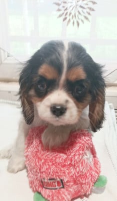 Les chiots de Cavalier King Charles Spaniel