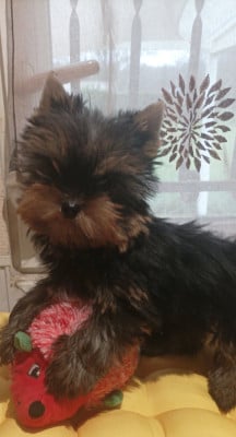 Les chiots de Yorkshire Terrier