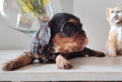 Les chiots de Cavalier King Charles Spaniel